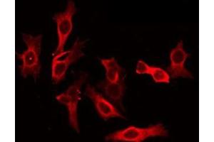 ABIN6275353 staining Hela by IF/ICC. (PEX10 antibody  (Internal Region))