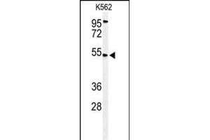 Western blot analysis of CB Antibody (N-term) (ABIN653635 and ABIN2842984) in K562 cell line lysates (35 μg/lane). (CBAA1 (AA 52-81), (N-Term) antibody)