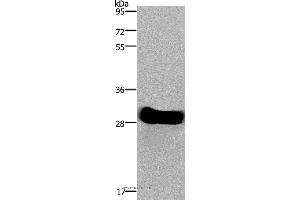 Western blot analysis of Mouse heart tissue, using FHL2 Polyclonal Antibody at dilution of 1:1900 (FHL2 antibody)