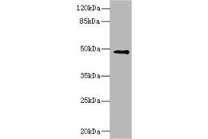 Western blot All lanes: IP6K2 antibody at 3. (IP6K2 antibody  (AA 1-180))