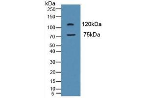 Western blot analysis of Human HeLa cells. (Myeloperoxidase antibody  (AA 134-263))