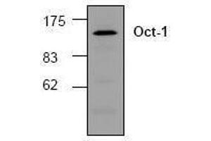 Image no. 1 for anti-POU Domain, Class 2, Transcription Factor 1 (POU2F1) antibody (ABIN155078) (POU2F1 antibody)