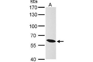 WB Image KPNA4 antibody [C3], C-term detects KPNA4 protein by Western blot analysis.