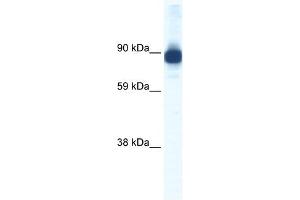 ACTN2 antibody (20R-1159) used at 0. (ACTN2 antibody  (C-Term))