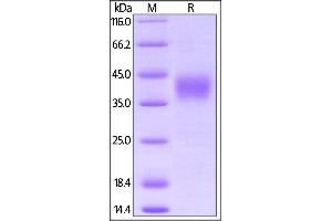Biotinylated Cynomolgus CD16, His,Avitag (BLI verified) on  under reducing (R) condition. (FCGR3B Protein (AA 17-208) (His tag,AVI tag,Biotin))