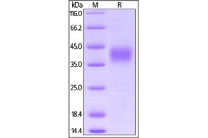 Biotinylated Cynomolgus CD16, His,Avitag (BLI verified) on  under reducing (R) condition.