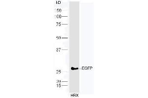 Transfected HBX cells probed with Anti-EGFP Polyclonal Antibody, Unconjugated  at 1:5000 90min in 37˚C. (eGFP antibody  (AA 1-238))