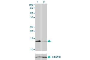 Western Blotting (WB) image for anti-Replication Protein A3, 14kDa (RPA3) (AA 12-121) antibody (ABIN598583) (RPA3 antibody  (AA 12-121))