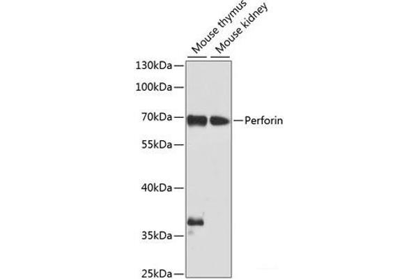 Perforin 1 antibody