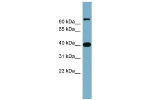 Cyclin D-Type Binding-Protein 1 antibody used at 1 ug/ml to detect target protein. (CCNDBP1 antibody  (Middle Region))