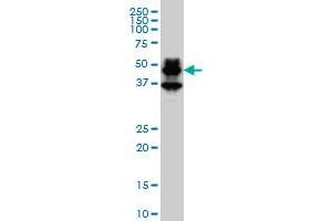 PBX1 monoclonal antibody (M01), clone 4A2 Western Blot analysis of PBX1 expression in Hela S3 NE . (PBX1 antibody  (AA 213-321))