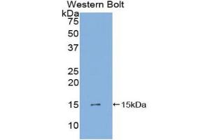 Western blot analysis of the recombinant protein. (PDGF-AA Homodimer (AA 90-190) antibody)