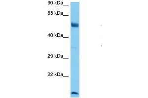 Host:  Mouse  Target Name:  RUNX1  Sample Tissue:  Mouse Brain  Antibody Dilution:  1ug/ml (RUNX1 antibody  (N-Term))