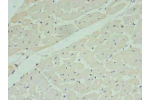 Immunohistochemistry of paraffin-embedded human heart tissue using ABIN7142399 at dilution of 1:100 (MRPL33 antibody  (AA 1-65))