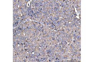 IHC analysis of CD13/Anpep using anti-CD13/Anpep antibody (ABIN7602222). (CD13 antibody  (AA 642-965))