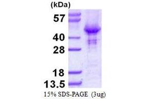 Image no. 1 for Homer Homolog 2 (HOMER2) protein (His tag) (ABIN1098247) (HOMER2 Protein (His tag))