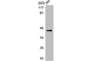 LUC7L2 antibody  (Internal Region)