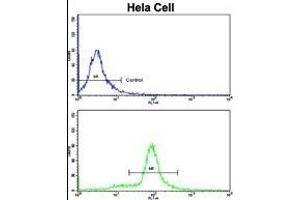 Flow cytometric analysis of hela cells using SRP72 Antibody (Center)(bottom histogram) compared to a negative control cell (top histogram).