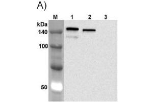 Western blot analysis using anti-Jagged-1 (human), mAb (J1G53-3)  at 1:1'000 dilution. (JAG1 antibody)