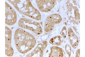 ABIN5539746 (2µg/ml) staining of paraffin embedded Human Kidney. (NOLC1 antibody  (Internal Region))