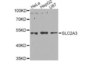 Western blot analysis of extracts of various cell lines, using SLC2A3 Antibody (ABIN5974794) at 1/1000 dilution. (SLC2A3 antibody)