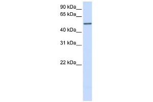 CYP3A43 antibody used at 1 ug/ml to detect target protein. (CYP3A4 antibody  (Middle Region))