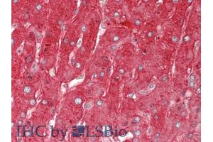 Figure. (FGG antibody  (AA 170-429))