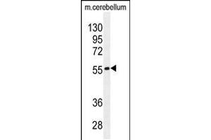 Western blot analysis in mouse cerebellum tissue lysates (35ug/lane). (FAM69B antibody  (N-Term))