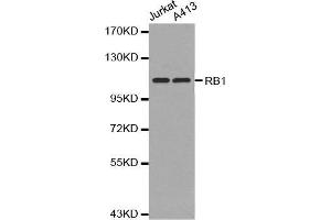Western blot analysis of Jurkat cell and A431 cell using RB1 antibody. (Retinoblastoma 1 antibody  (AA 701-928))