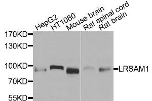Western blot analysis of extracts of various cell lines, using LRSAM1 antibody. (LRSAM1 antibody)
