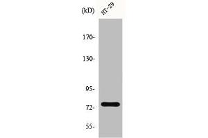 Western Blot analysis of HT29 cells using CRSP77 Polyclonal Antibody