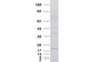 Validation with Western Blot (FCHSD2 Protein (Myc-DYKDDDDK Tag))