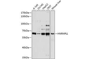 Western blot analysis of extracts of various cell lines, using HNRNPLL antibody (ABIN6131764, ABIN6141923, ABIN6141924 and ABIN6214588) at 1:1000 dilution. (HNRPLL antibody  (AA 250-350))