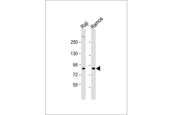 IKKi/IKKe anticorps  (C-Term)