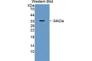 Detection of Recombinant ENDOG, Human using Polyclonal Antibody to Endonuclease G, Mitochondrial (ENDOG) (Endonuclease G antibody  (AA 16-290))