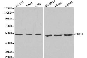 Western blot analysis of extracts of various cell lines, using PICK1 antibody (ABIN5970713) at 1/1000 dilution. (PICK1 antibody)