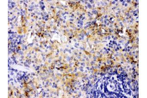 PF4 was detected in paraffin-embedded sections of rat spleen tissues using rabbit anti- PF4 Antigen Affinity purified polyclonal antibody (Catalog # ) at 1 ? (PF4 antibody  (AA 30-105))