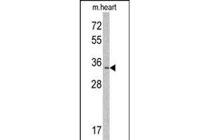 Western blot analysis of MLF1 Antibody (N-term) (ABIN390672 and ABIN2840967) in mouse heart tissue lysates (35 μg/lane). (MLF1 antibody  (N-Term))