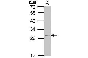 WB Image Sample (30 ug of whole cell lysate) A: 293T 12% SDS PAGE antibody diluted at 1:1000 (RPL14 antibody)