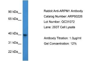 WB Suggested Anti-ARPM1  Antibody Titration: 0. (ARPM1 antibody  (N-Term))