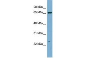 Image no. 1 for anti-Zinc Finger Protein 572 (ZNF572) (C-Term) antibody (ABIN6741961) (ZNF572 antibody  (C-Term))
