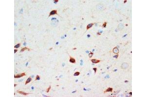 IHC-P: Secretogranin 3 antibody testing of rat brain tissue (SCG3 antibody  (C-Term))