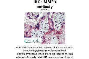 Image no. 2 for anti-Matrix Metallopeptidase 3 (Stromelysin 1, Progelatinase) (MMP3) (AA 1-35) antibody (ABIN1737032) (MMP3 antibody  (AA 1-35))