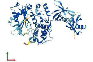 AlphaFold protein structure predicition of Mouse Recombinant Oasl2 Protein, UniprotID Q9Z2F2 (OASL2 Protein (AA 1-508) (His tag))