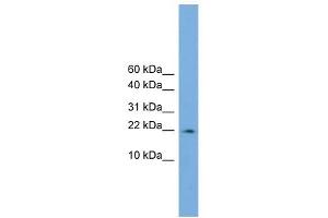 PPIL3 antibody used at 1 ug/ml to detect target protein.