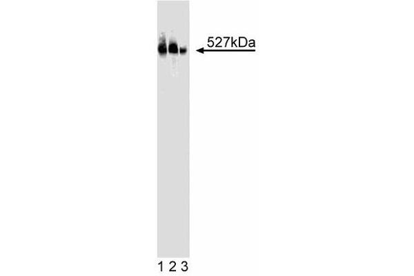 HERC2 Antikörper  (AA 1781-1974)