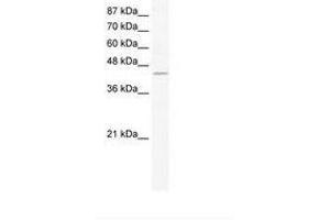 ZNF212 antibody  (AA 394-443)