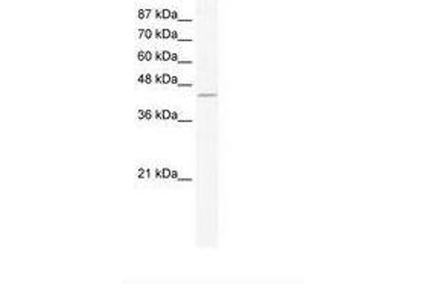 ZNF212 antibody  (AA 394-443)
