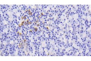 Detection of GDF5 in Human Pancreas Tissue using Polyclonal Antibody to Growth Differentiation Factor 5 (GDF5)