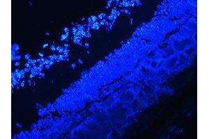 Immunofluorescence (IF) image for anti-Interleukin 17A (IL17A) antibody (ABIN1873195) (Interleukin 17a antibody)